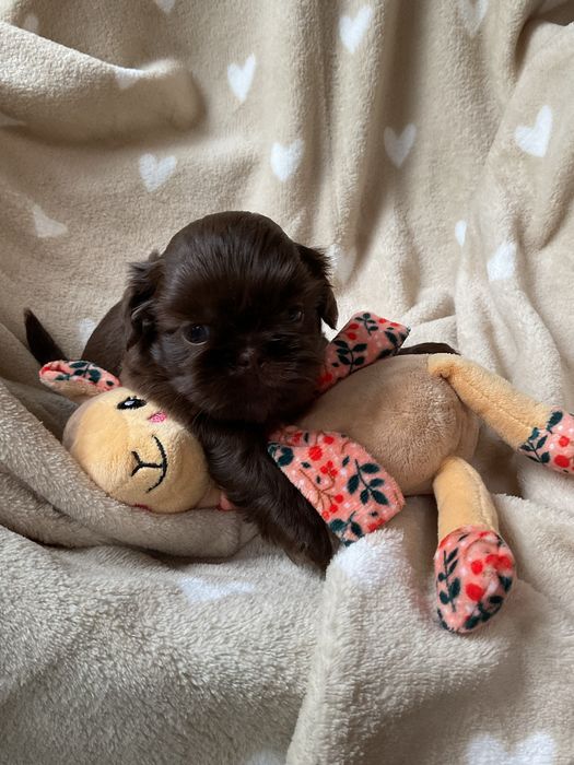 Shih tzu CzekoladowyPiesek