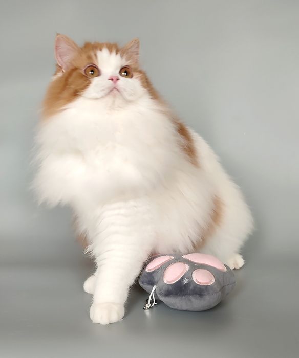 Шотландська кішечка