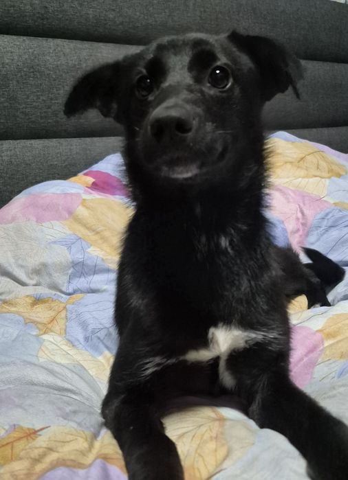 Дівчинка шукає дім