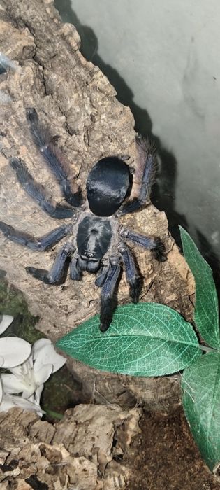 Zestaw ptaszników maluchy