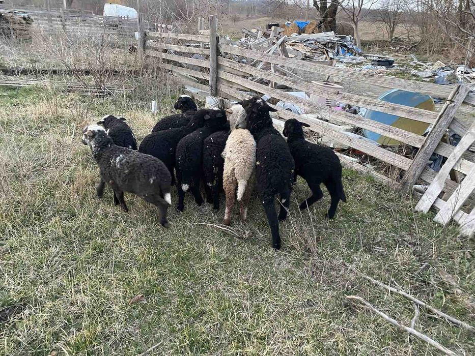 Продам ЯГНЯТА Жирнохвостики
