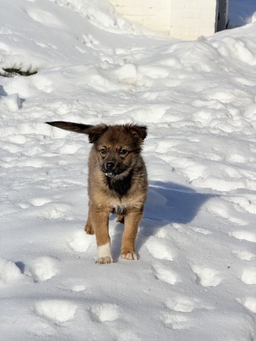 Метис кавказької вівчарки. Безкоштовно.