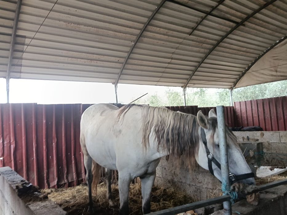 Venda de 2 cavalos 4000€