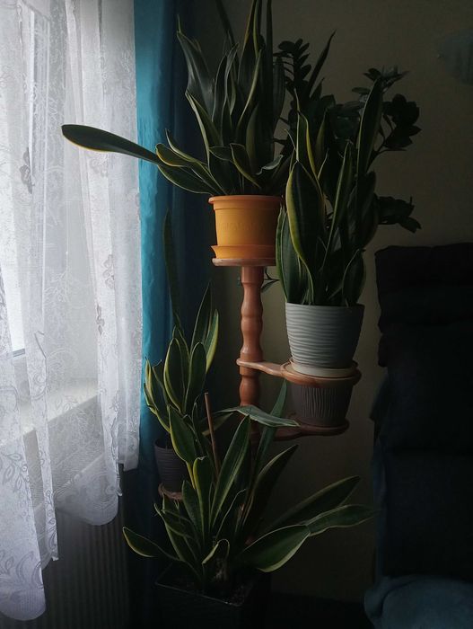 Zielone roślinki doniczkowe-duże okazy tanio sprzedam.