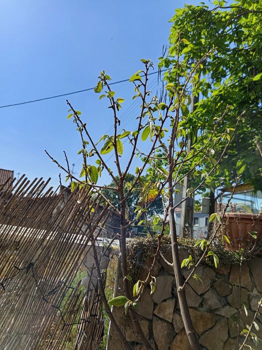 Árvore Anoneira com 3 anos com mais 2 mts