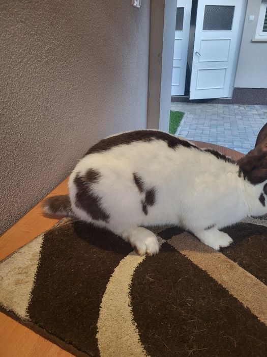 Німецький строкаьтий велетень