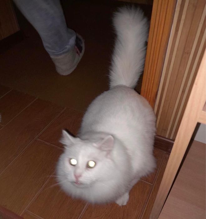 Сніжок шукає нову сім‘ю. 2,5 роки. Кастрований