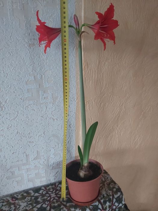 Амариліс цибулини