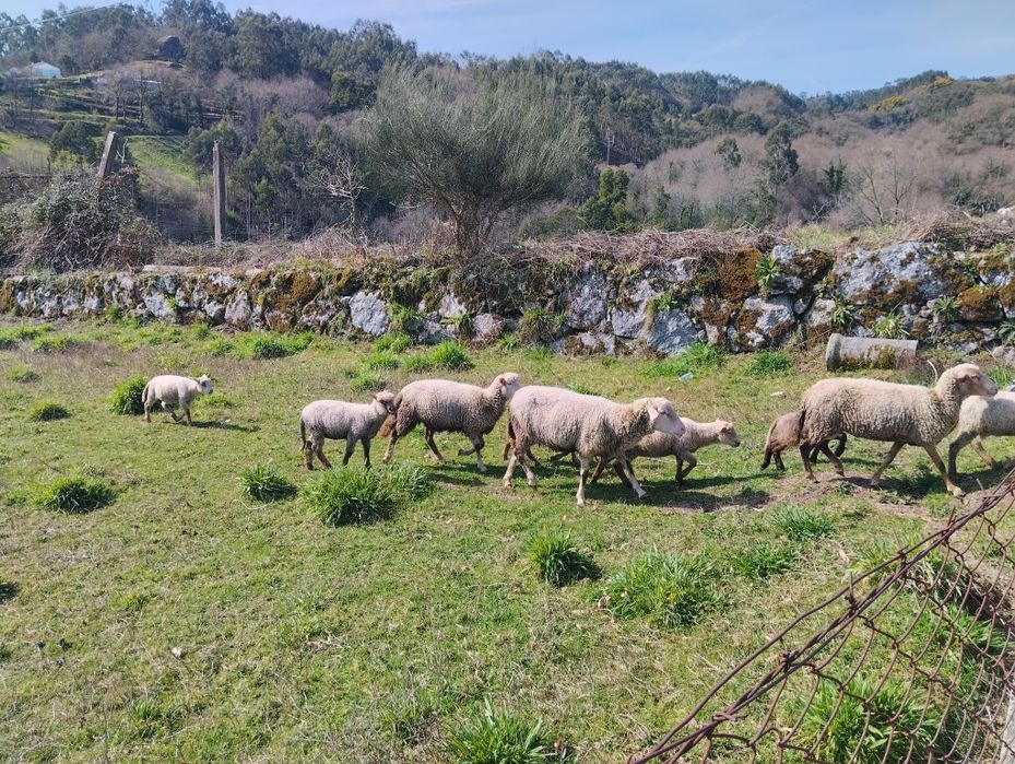 Borregos/ anhos com 20 kg