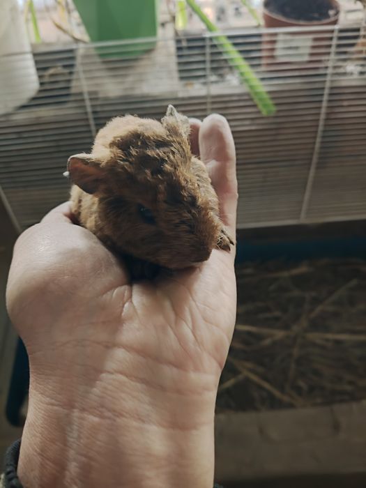 Морские свинки. Американский тетди