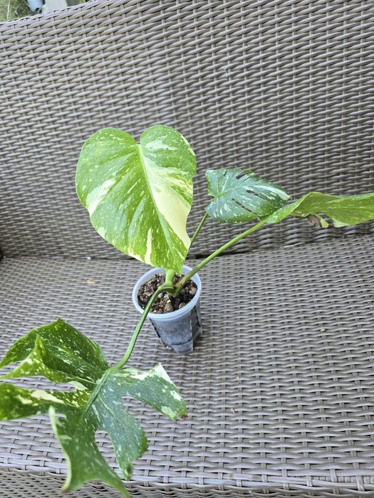 Monstera thai constellation