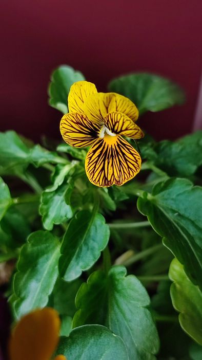 Flores comestíveis frescas