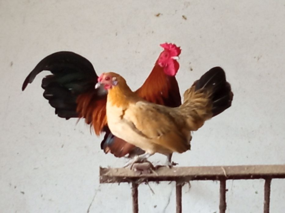 Kury, koguty  ozdobne miniaturki