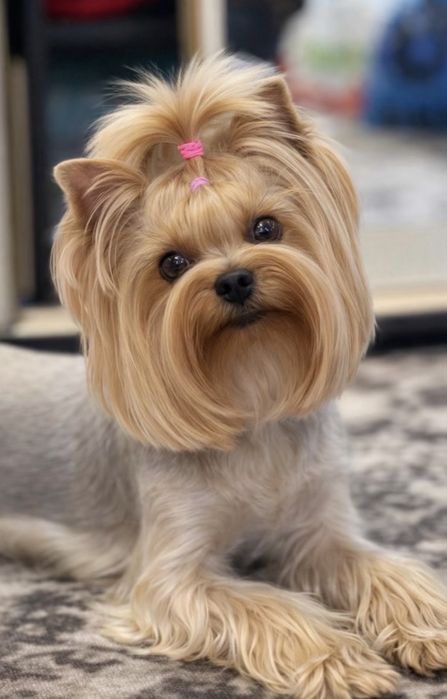 Йорк красавчик  мальчик. Продам мини мальчка