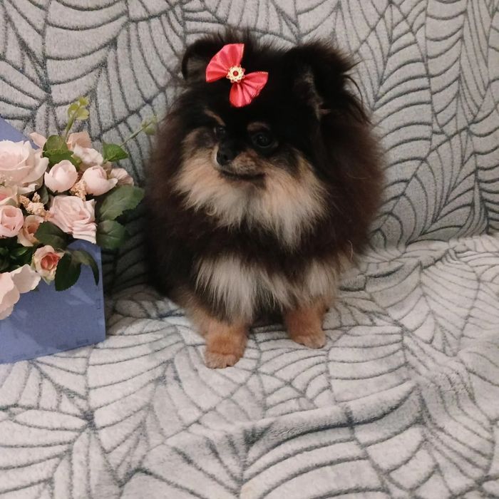 Грумінг домашніх тварин. Харків