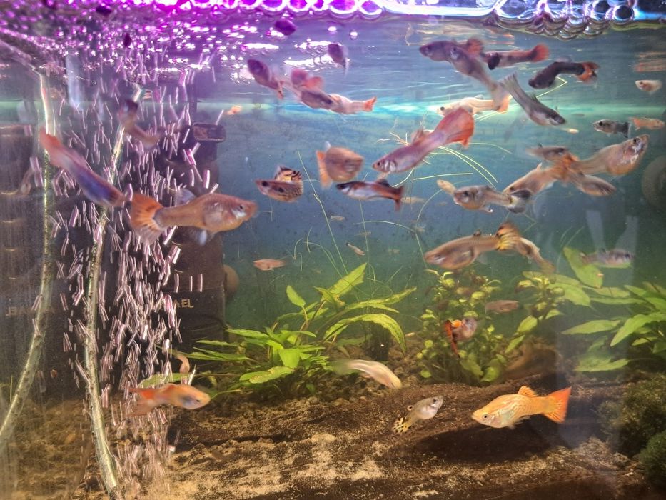 Rybka akwariowa gupik