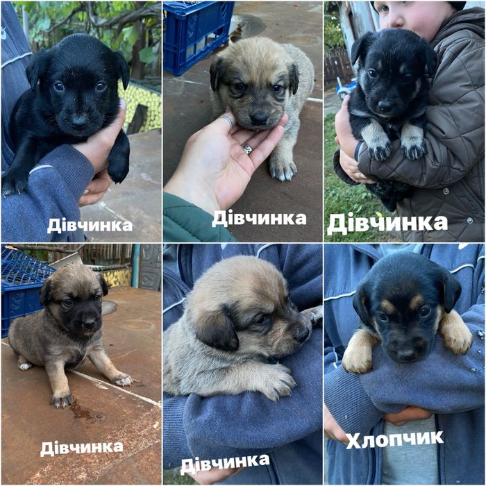 Цуценята в добрі руки
