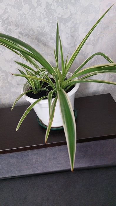 Хлорофітум чубатий