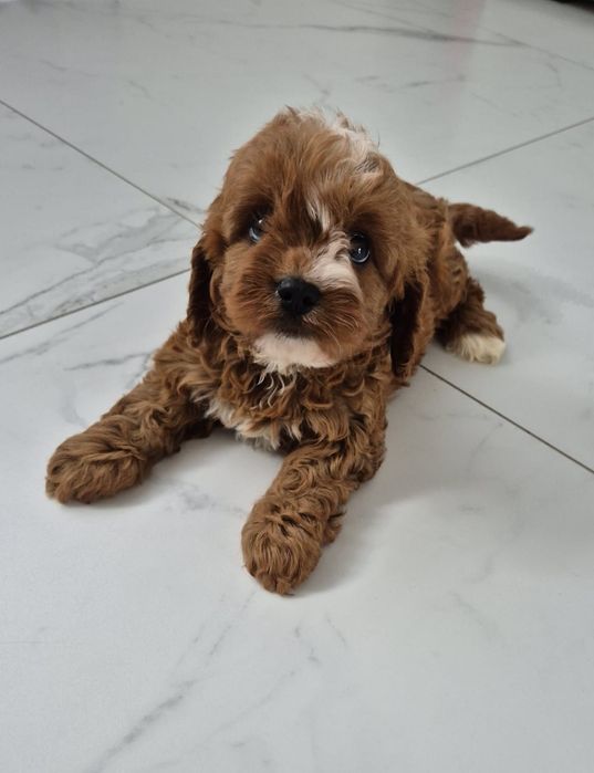 Suczka Cavapoo F1 Cavalier & Pudel