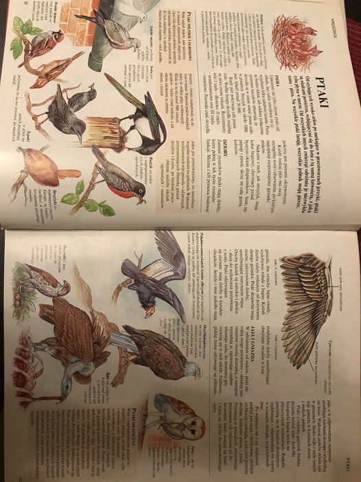 Szkolna encyklopedia