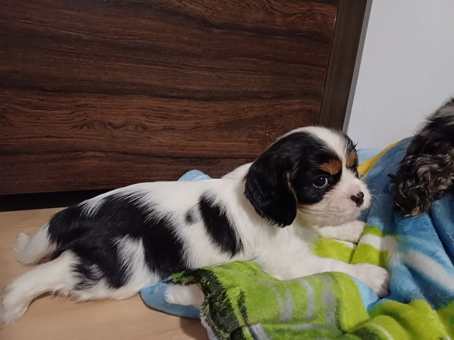 Cavalier King Charles Spaniel