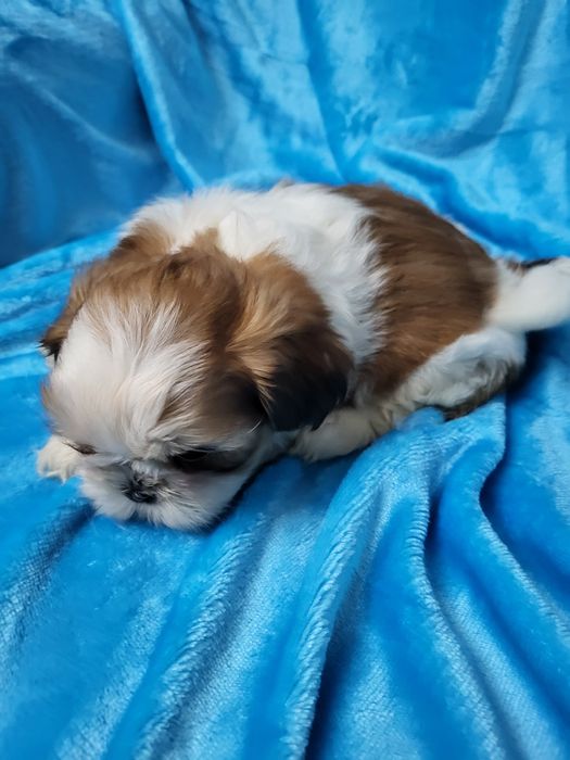 Maravilhoso Shih-tsu