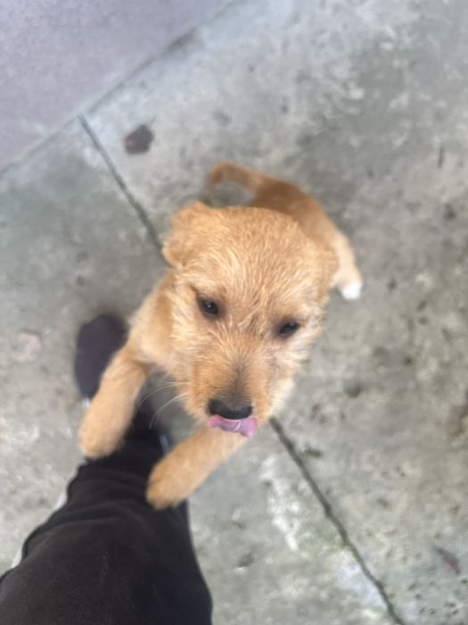 Дві дівчинки джек расел (бородаті)