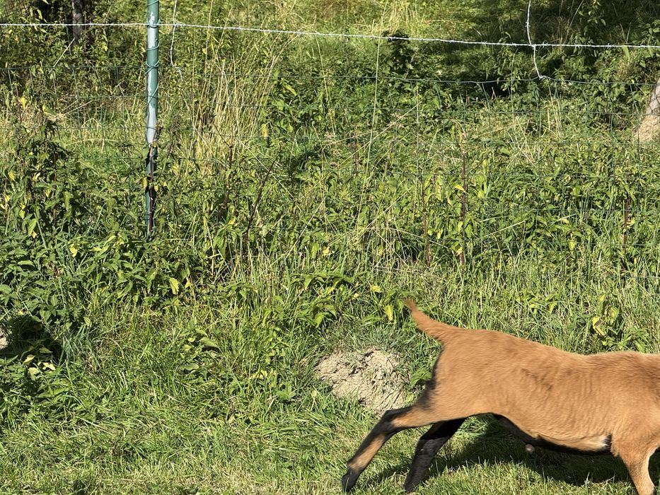 Sprzedam owce z jagniętami rasy kameruńskiej