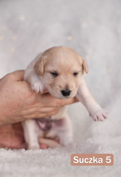Szczeniaki do oddania w połowie stycznia
