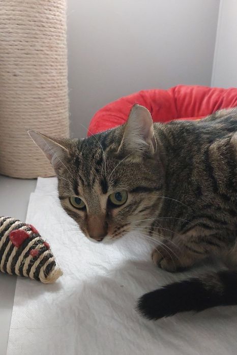 Котик в добрі ручки!