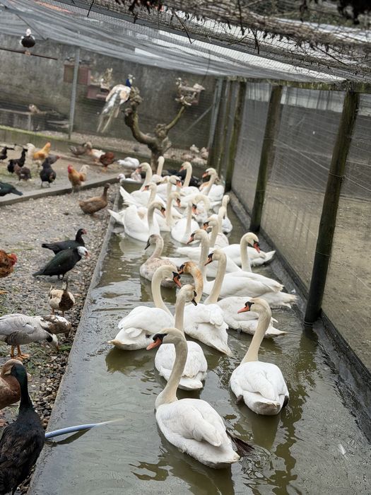 Cisnes pretos e brancos.