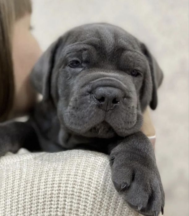 Cane Corso mocny pies