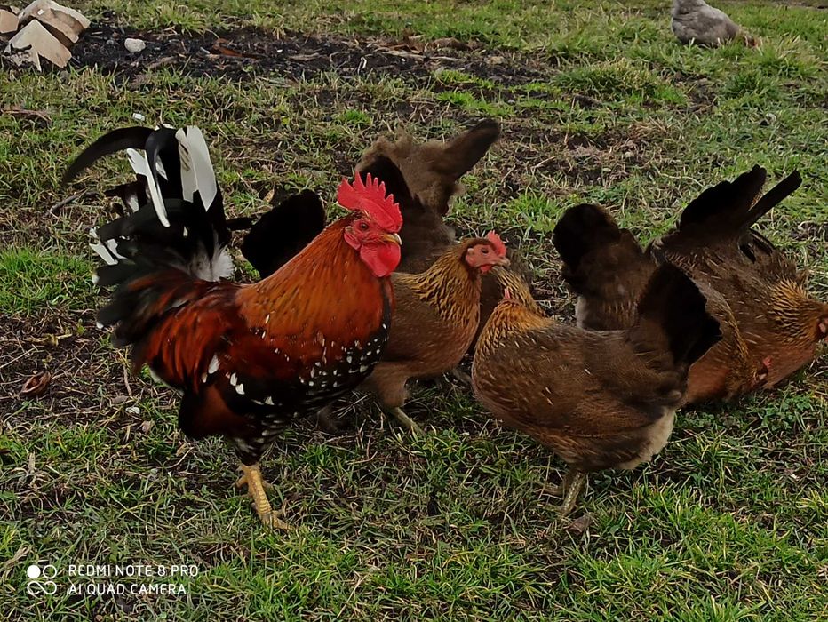 Liliputki karzełki polskie karzełek drób ozdobny kura