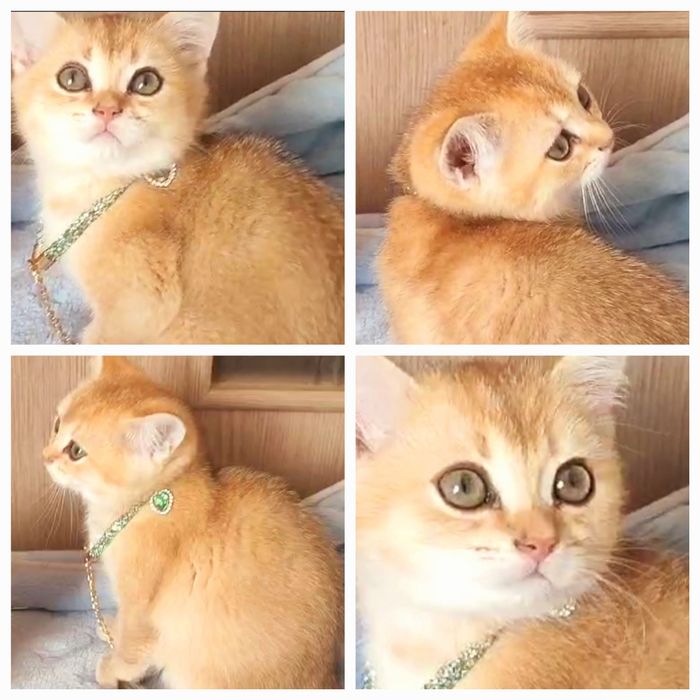Котенок!Золотой мальчик