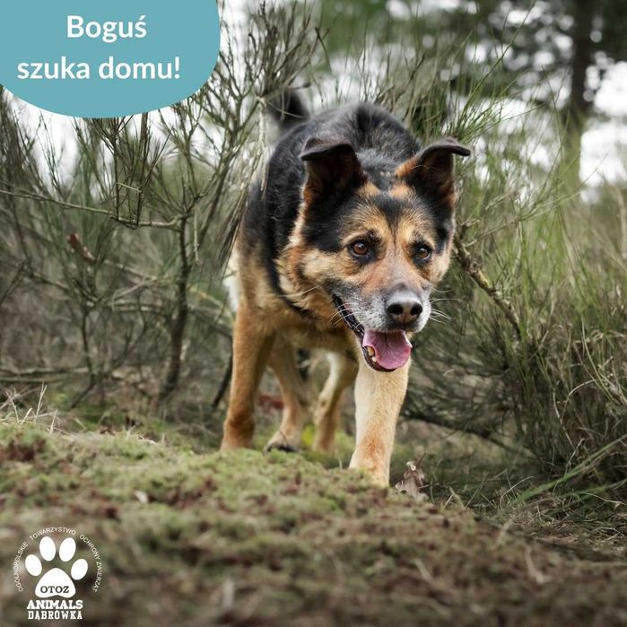 Boguś szuka domu!