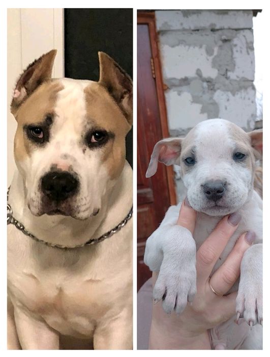 Вязка. Амстаф Гром шукає свою Блискавку)