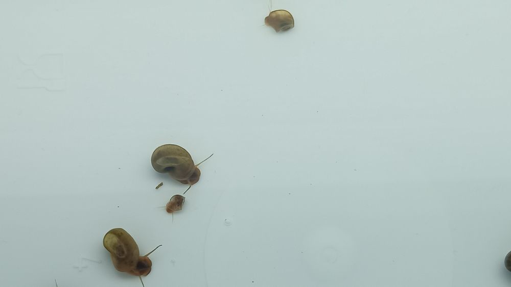 Caracóis de aquário Planorbis