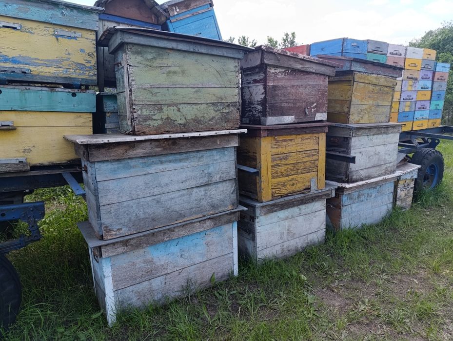 Вулики Українські (на українську рамку)