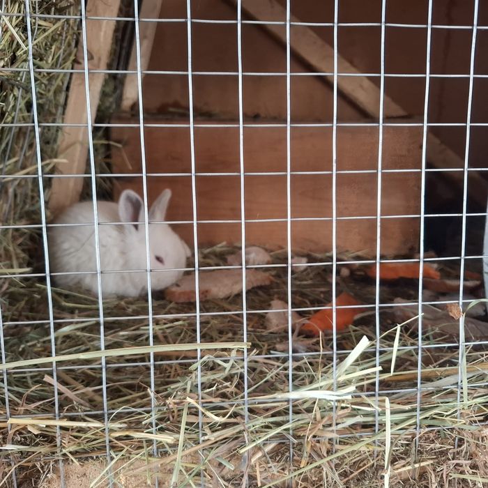 Кролі різного віку.