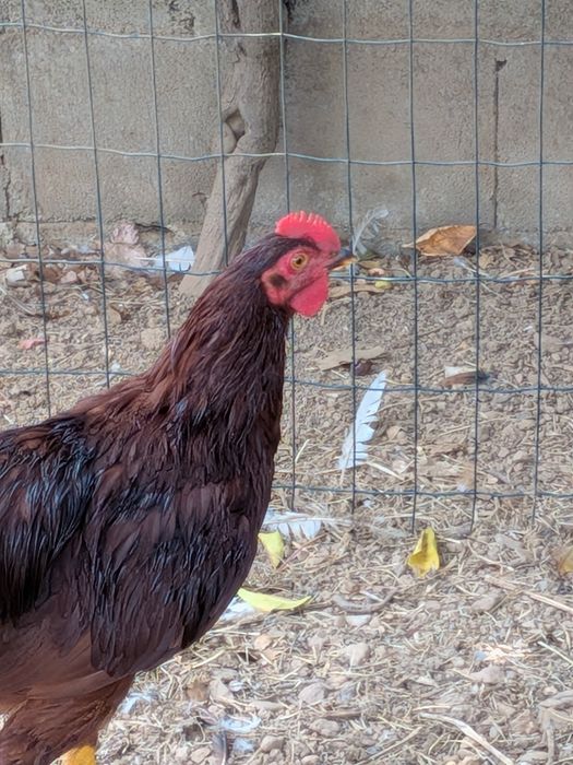 Casal galinha Rhode I Red