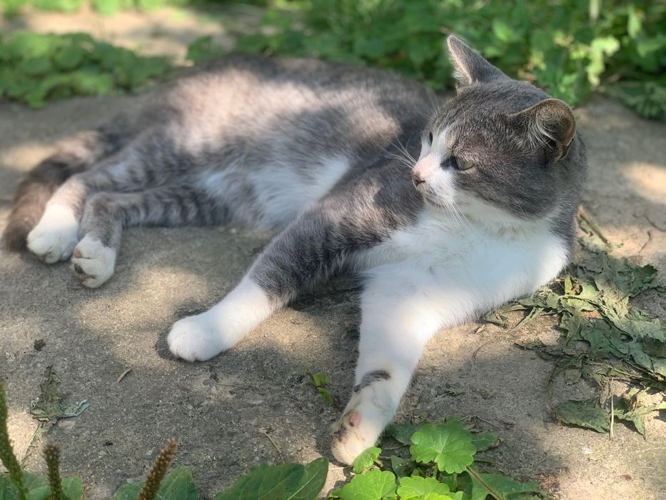 Котик в добрі руки