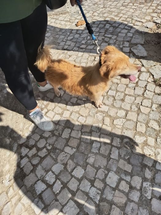 Cão pequeno para adoção