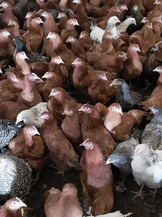 Kury nioski młode Rosa Messa Isa Leghorn Sendy Dominant Dowóz Gratis
