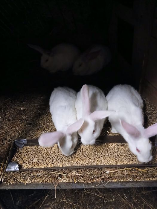 Srokacz niemiecki Termondzki Biały