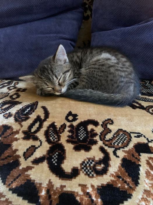 Віддам котика і хороші руки