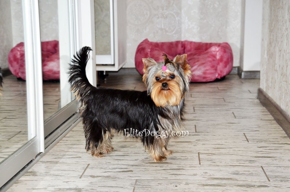 Мини щенок йоркширского терьера, красивая девочка