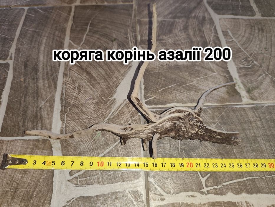 Валіснерія швидкоросла для легкого біобалансу в акваріумі