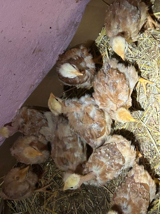 Pintinhos com 3 semana tenho apenas mais  10