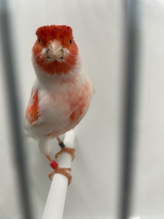 Canarios vermelhos mosaico