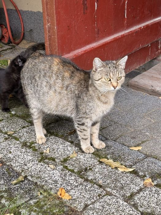 mały kotek i matka szukają kochającego domu.